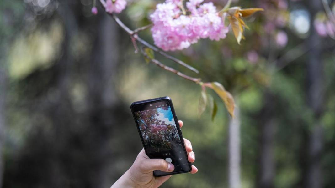 Başkent Ankara'da Sakura tefekkürü 3