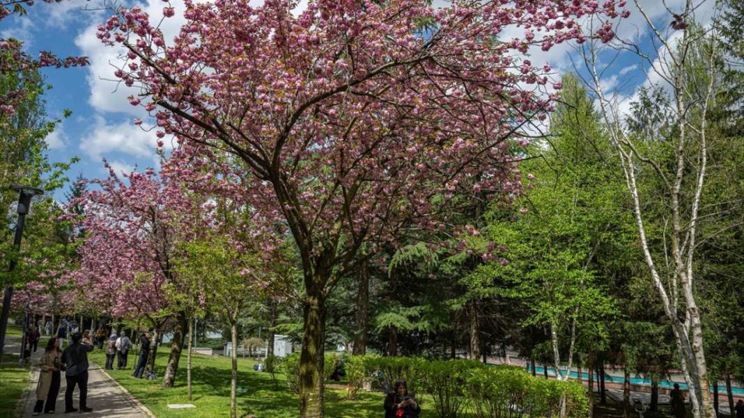 Başkent Ankara'da Sakura tefekkürü 4