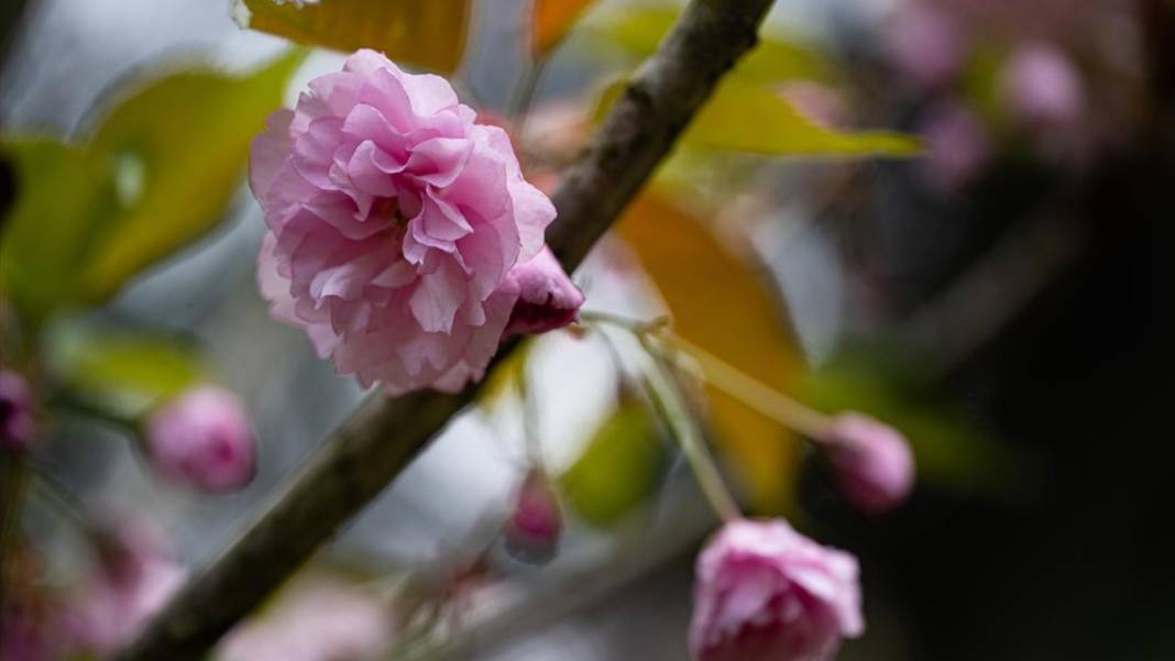 Başkent Ankara'da Sakura tefekkürü 5