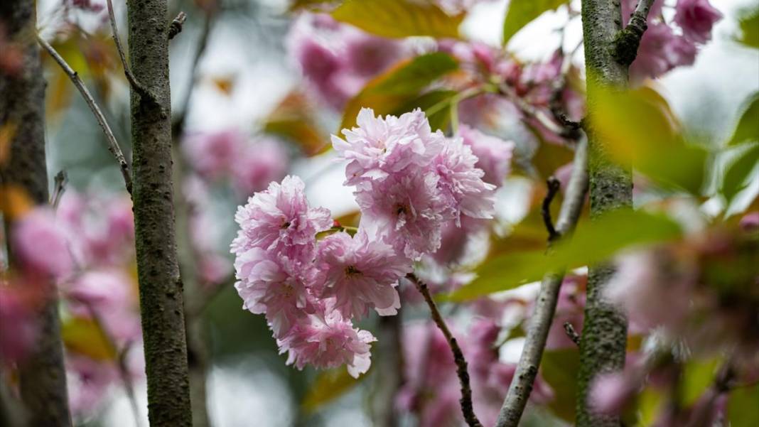 Başkent Ankara'da Sakura tefekkürü 6