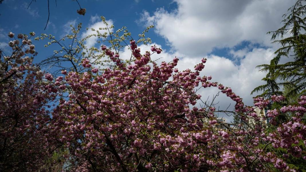 Başkent Ankara'da Sakura tefekkürü 7