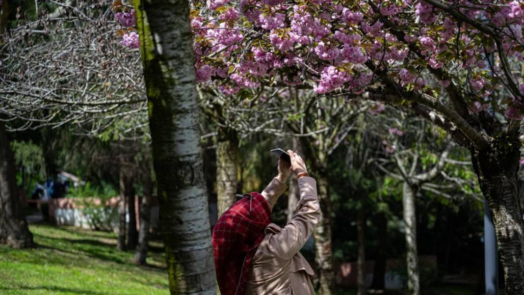 Başkent Ankara'da Sakura tefekkürü 8