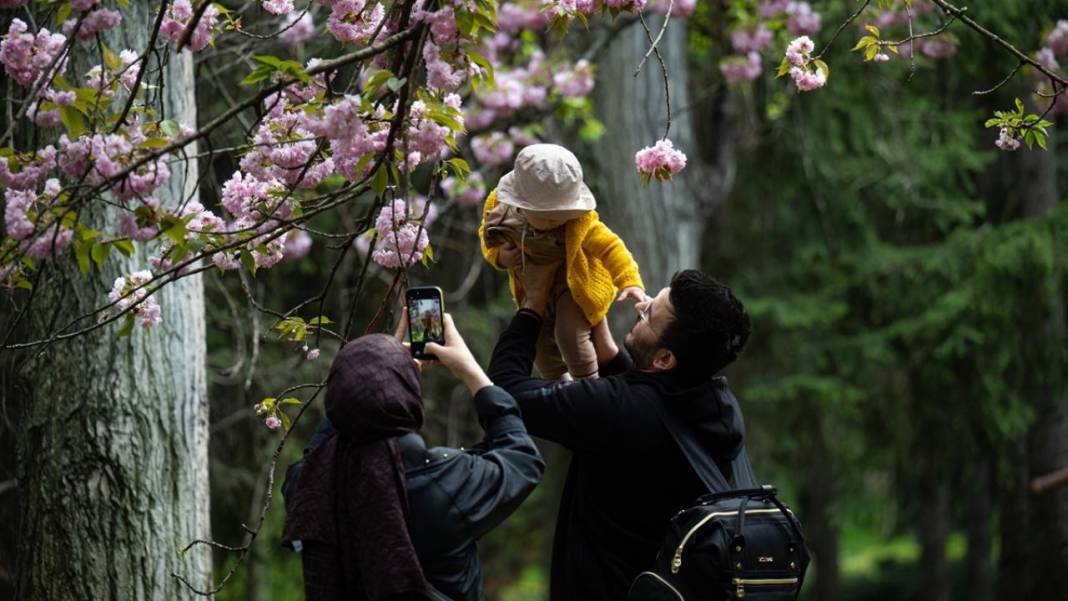 Başkent Ankara'da Sakura tefekkürü 9