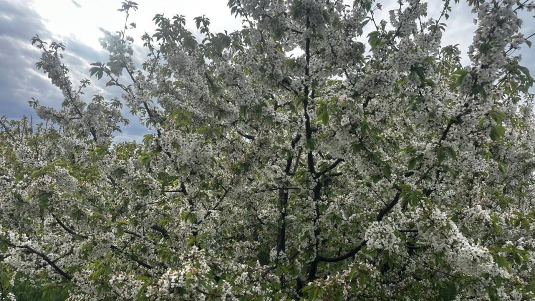 Isparta'da baharın rengi yeşil-beyaz oldu 10