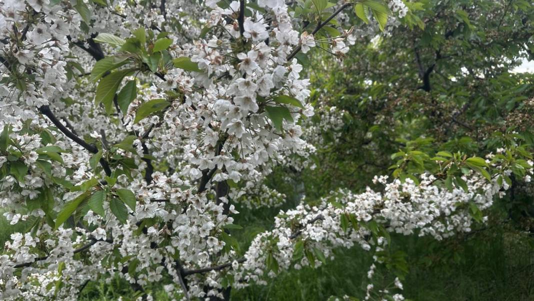 Isparta'da baharın rengi yeşil-beyaz oldu 12