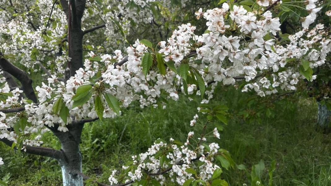 Isparta'da baharın rengi yeşil-beyaz oldu 13