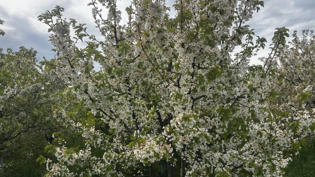 Isparta'da baharın rengi yeşil-beyaz oldu 14