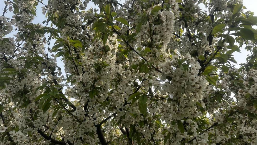 Isparta'da baharın rengi yeşil-beyaz oldu 4