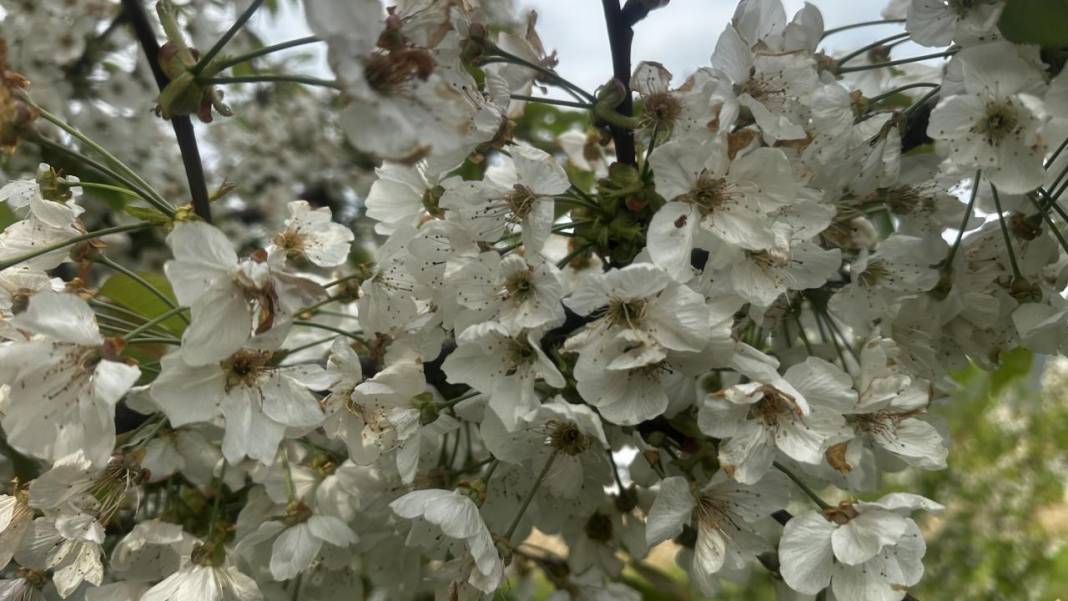 Isparta'da baharın rengi yeşil-beyaz oldu 6