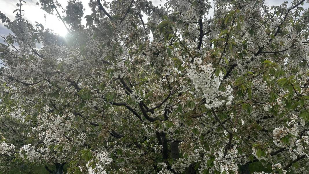 Isparta'da baharın rengi yeşil-beyaz oldu 7