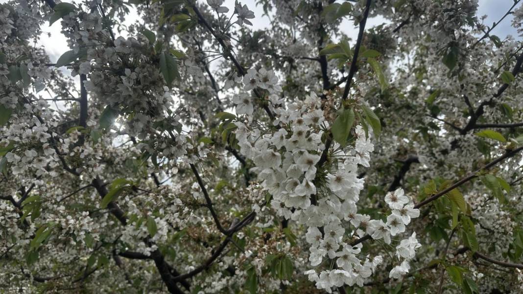 Isparta'da baharın rengi yeşil-beyaz oldu 8