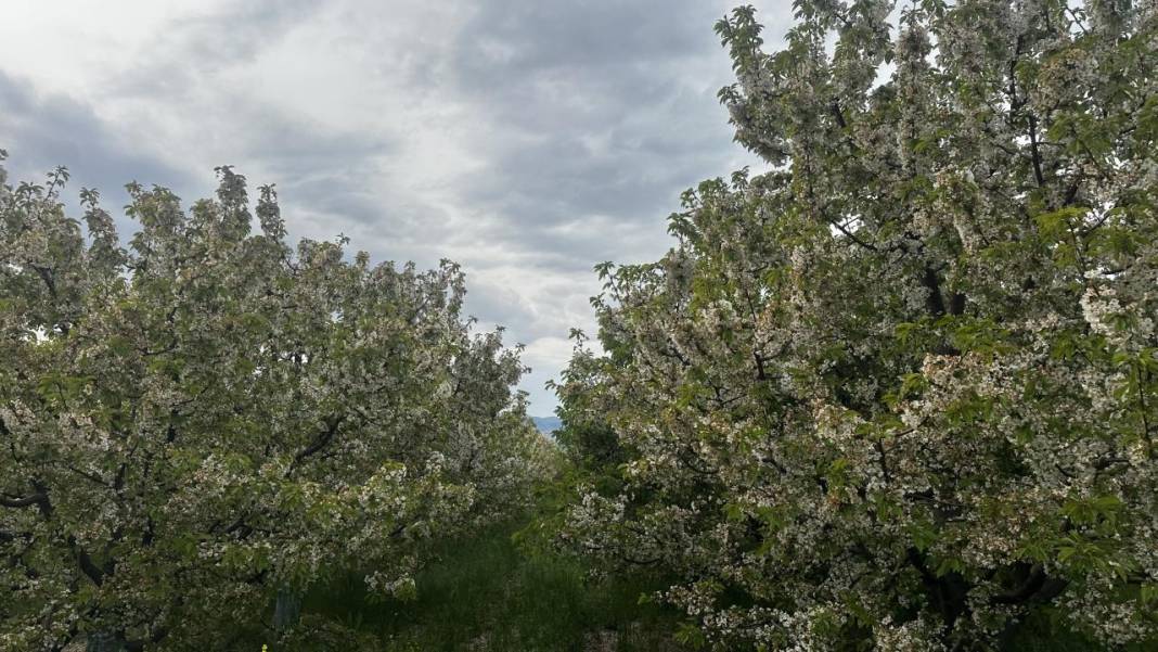 Isparta'da baharın rengi yeşil-beyaz oldu 9