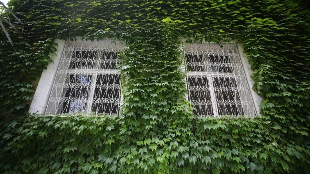 Adana'nın sarmaşık kaplı camisi 12