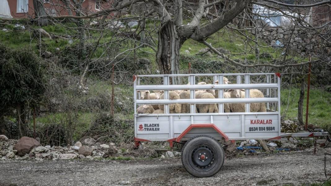 Sürülerin karada başlayan, denizde devam eden sıra dışı yolculuğu 14