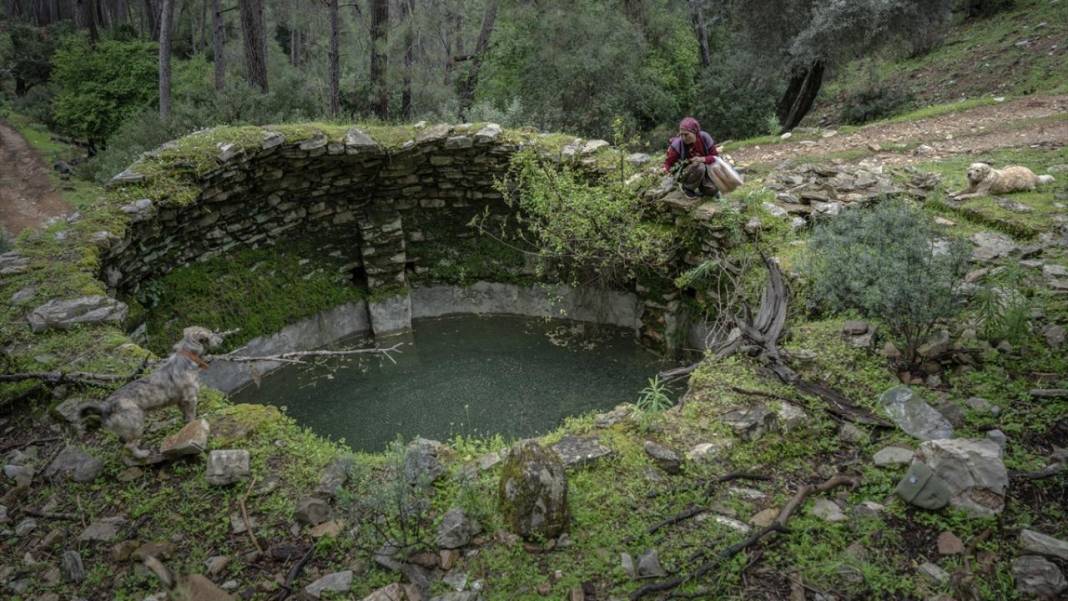 Sürülerin karada başlayan, denizde devam eden sıra dışı yolculuğu 17