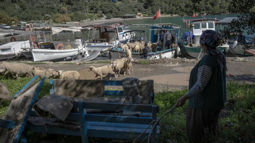 Sürülerin karada başlayan, denizde devam eden sıra dışı yolculuğu 18