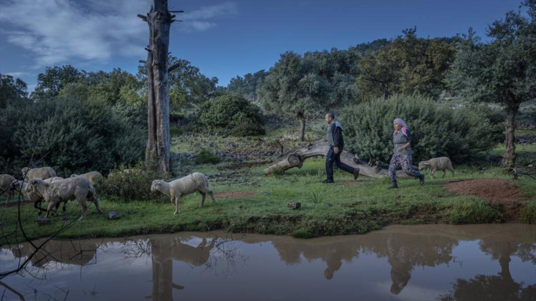 Sürülerin karada başlayan, denizde devam eden sıra dışı yolculuğu 2