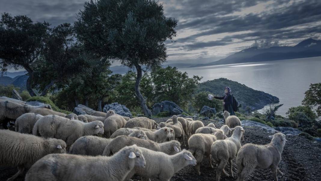 Sürülerin karada başlayan, denizde devam eden sıra dışı yolculuğu 23