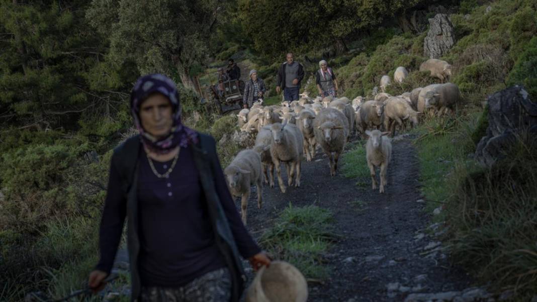 Sürülerin karada başlayan, denizde devam eden sıra dışı yolculuğu 3