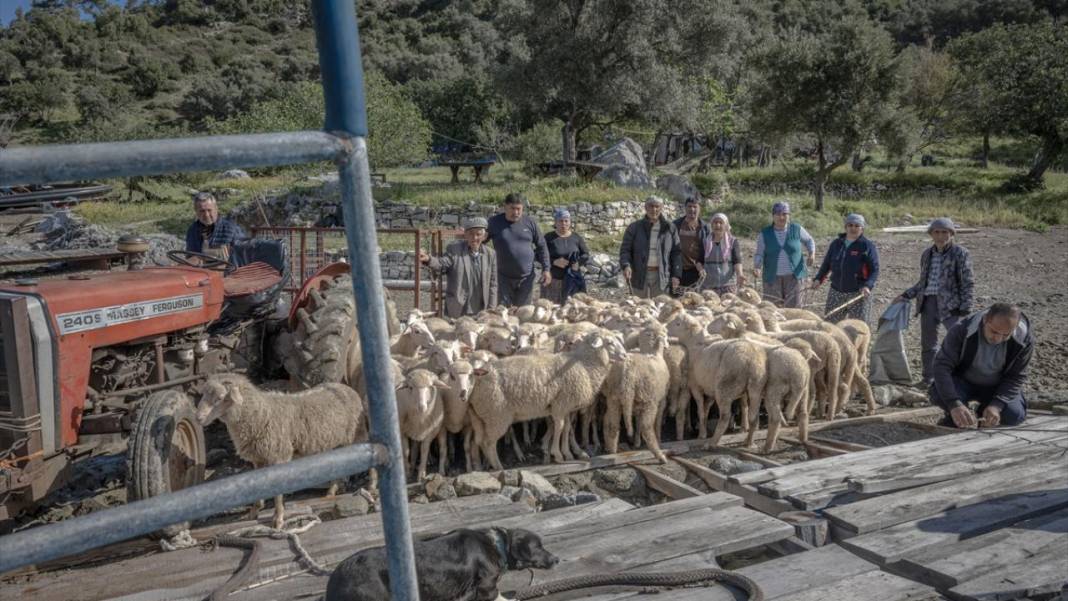 Sürülerin karada başlayan, denizde devam eden sıra dışı yolculuğu 4