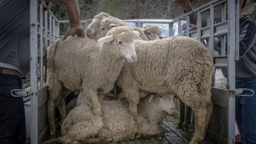 Sürülerin karada başlayan, denizde devam eden sıra dışı yolculuğu 6