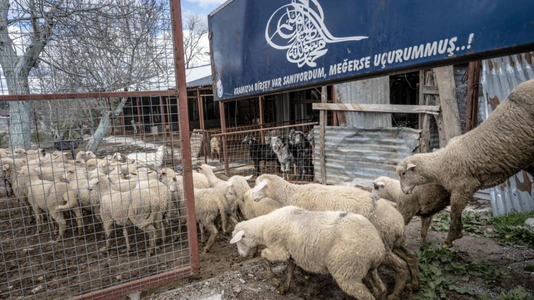 Sürülerin karada başlayan, denizde devam eden sıra dışı yolculuğu 7