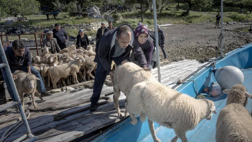 Sürülerin karada başlayan, denizde devam eden sıra dışı yolculuğu 9