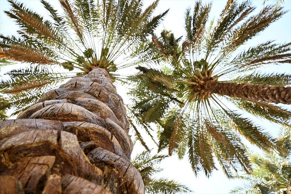 Medine'deki mukaddes mekan ve alanlarda hacıların ziyaretleri sürüyor 14