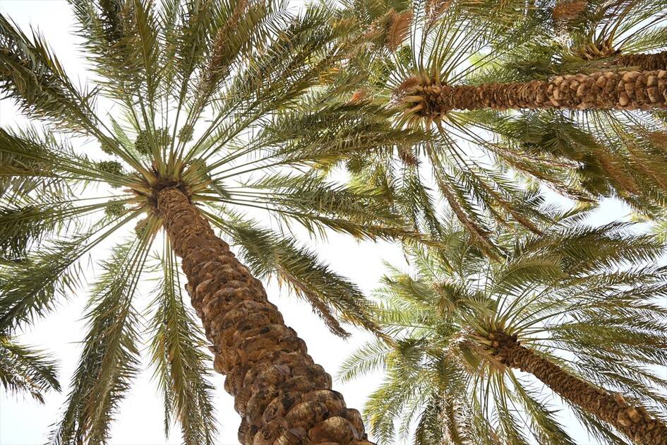 Medine'deki mukaddes mekan ve alanlarda hacıların ziyaretleri sürüyor 15