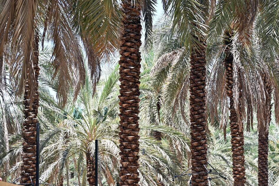 Medine'deki mukaddes mekan ve alanlarda hacıların ziyaretleri sürüyor 16