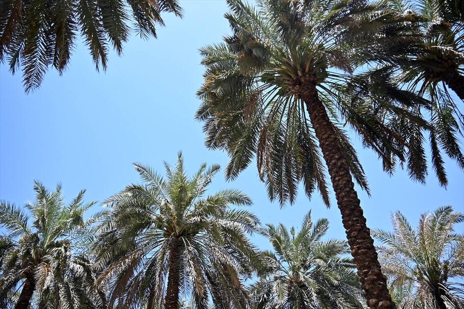 Medine'deki mukaddes mekan ve alanlarda hacıların ziyaretleri sürüyor 17