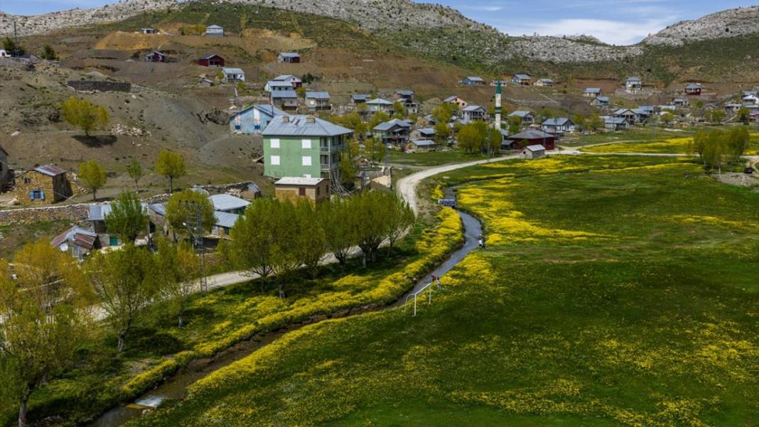 Toroslar'daki yaylalar sarı çiçeklerle renklendi 1