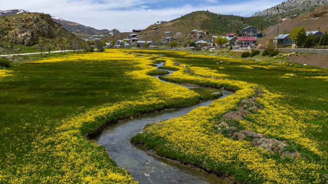 Toroslar'daki yaylalar sarı çiçeklerle renklendi 2