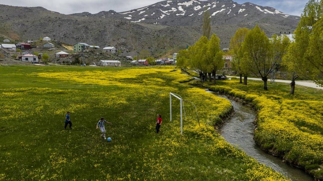 Toroslar'daki yaylalar sarı çiçeklerle renklendi 7