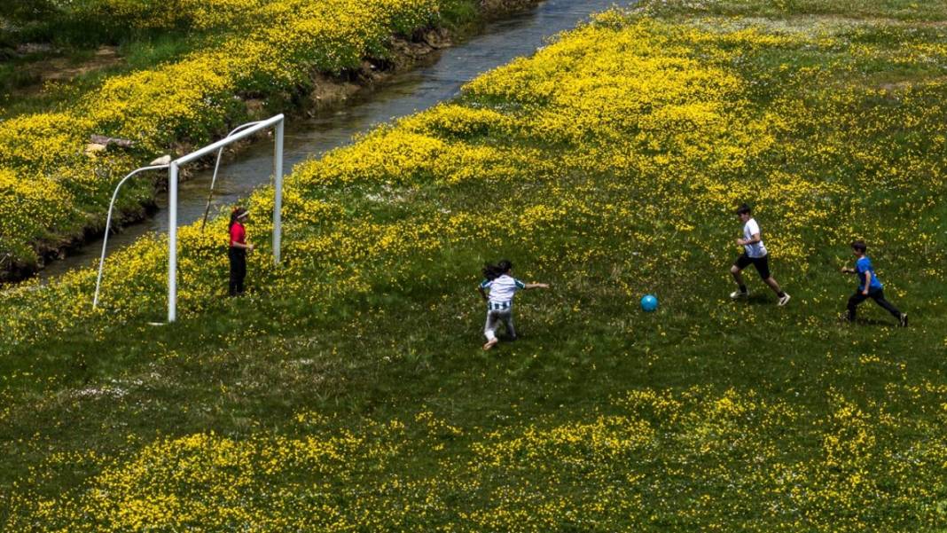 Toroslar'daki yaylalar sarı çiçeklerle renklendi 8