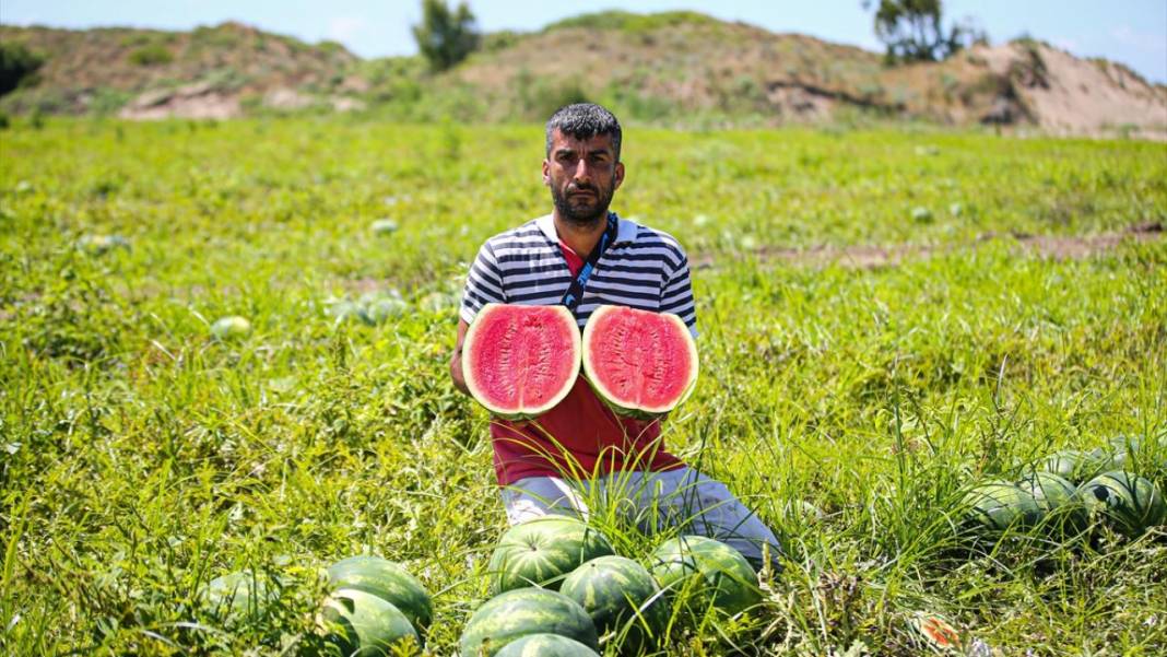 Adana'da karpuz hasadı devam ediyor 12