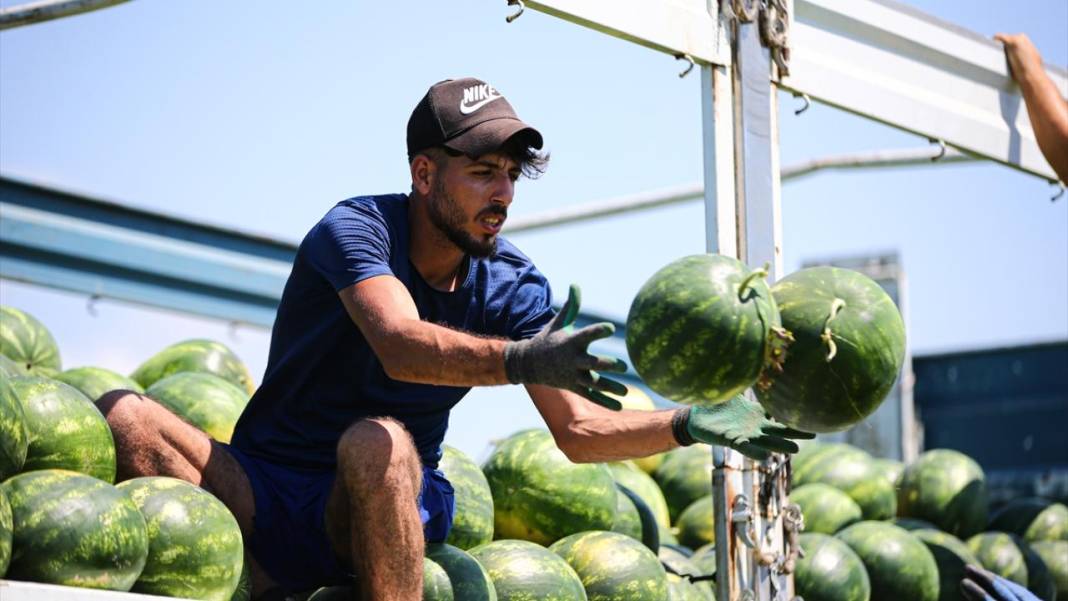 Adana'da karpuz hasadı devam ediyor 14
