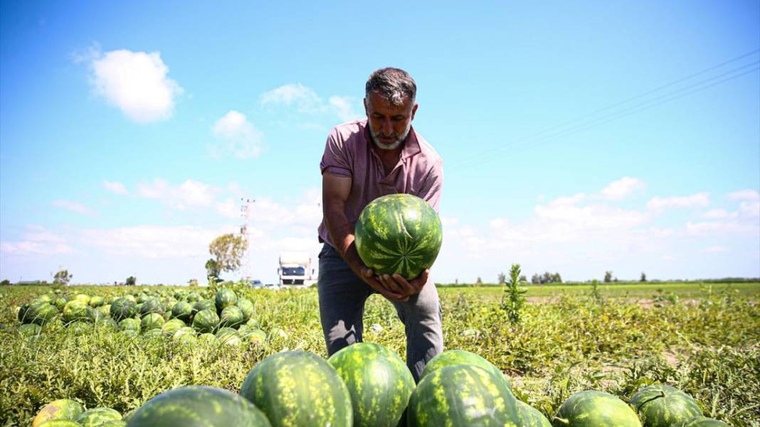 Adana'da karpuz hasadı devam ediyor 15