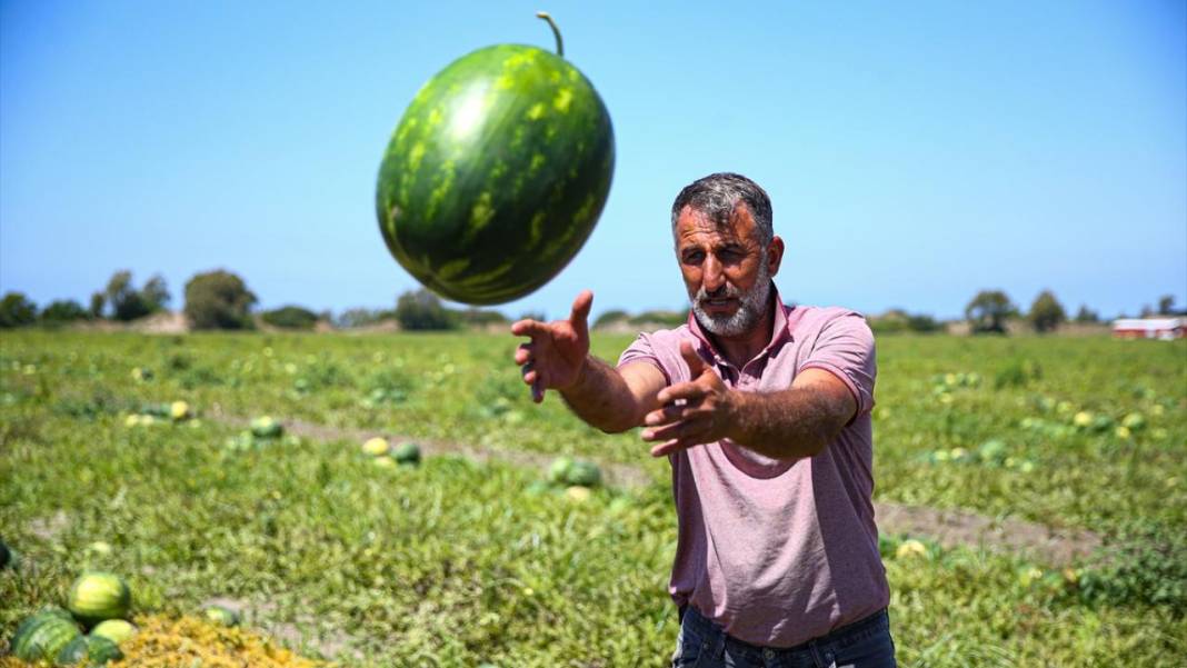 Adana'da karpuz hasadı devam ediyor 16