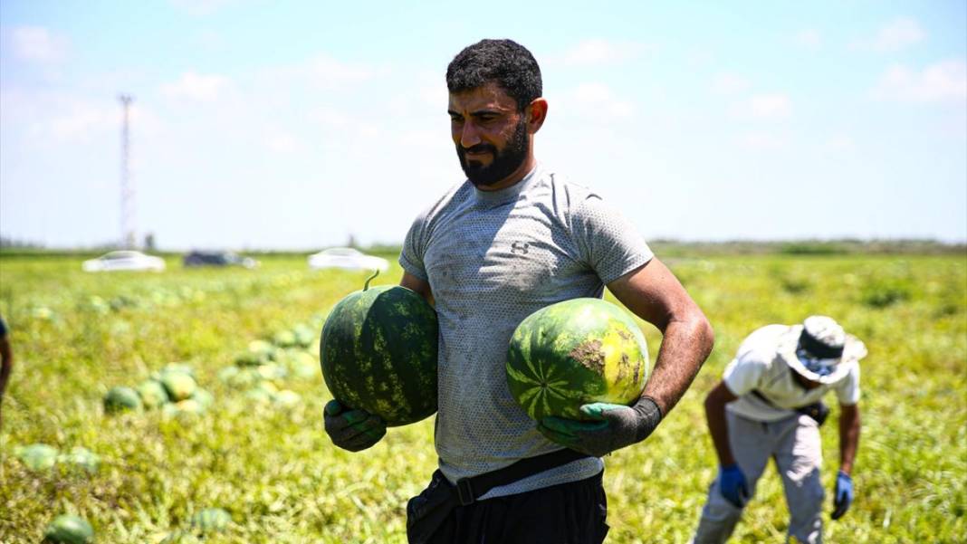 Adana'da karpuz hasadı devam ediyor 6