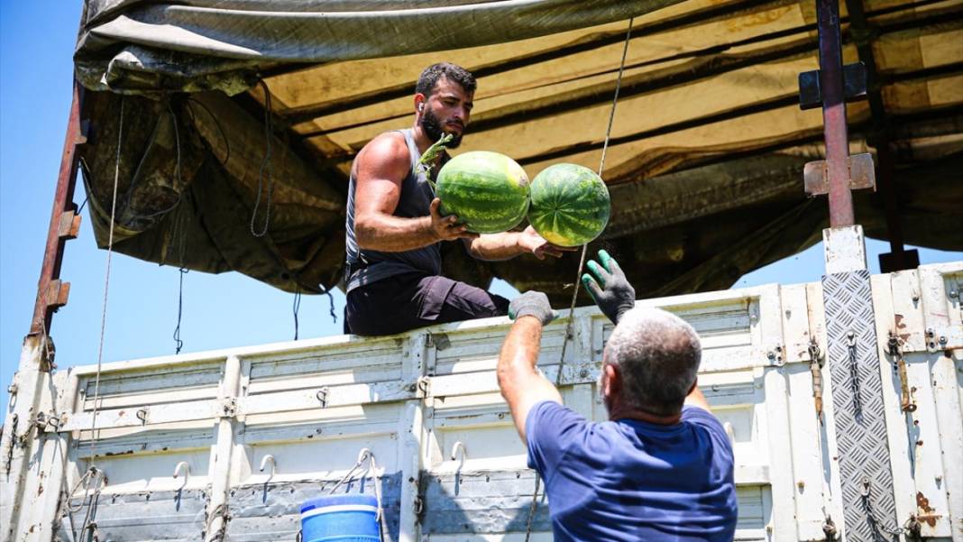 Adana'da karpuz hasadı devam ediyor 7