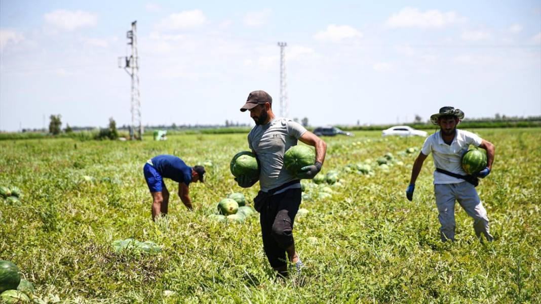 Adana'da karpuz hasadı devam ediyor 8