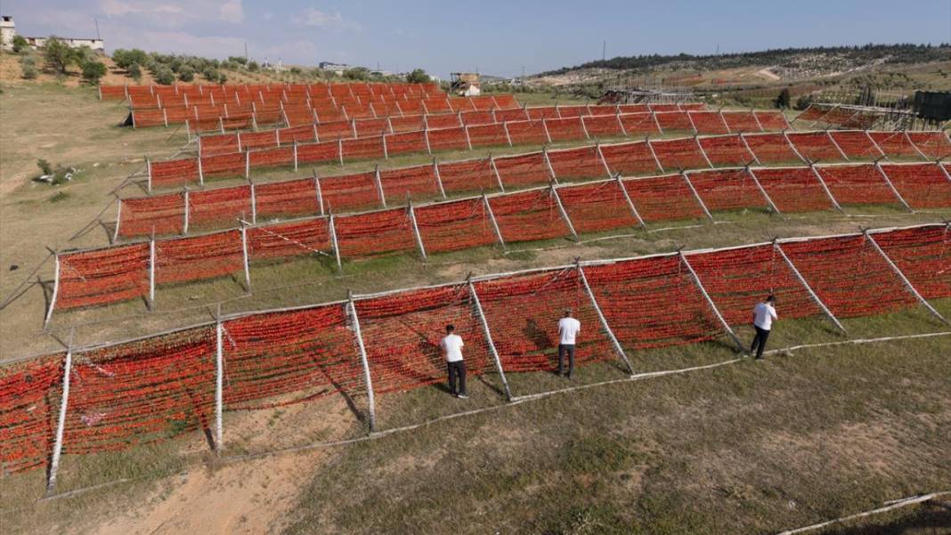 Gaziantep'te biber kurutma mesaisi 16