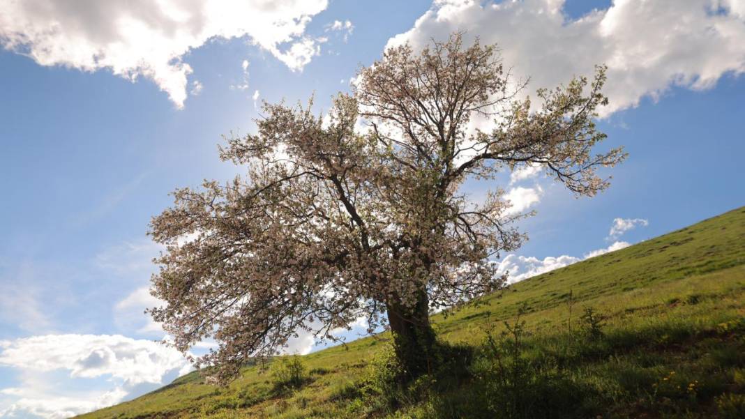 Bayburt'un yüksek rakımlı köylerinde bahar renkleri 10