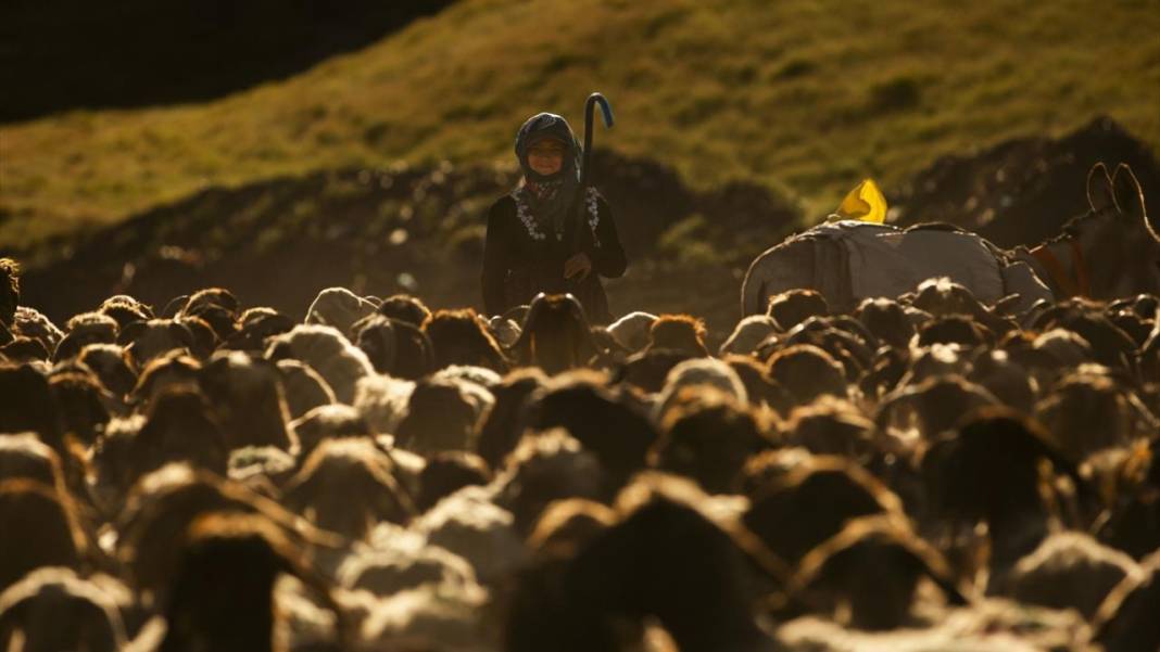 Nemrut Dağı eteklerinde sürülerin zorlu yayla yolculuğu başladı 12