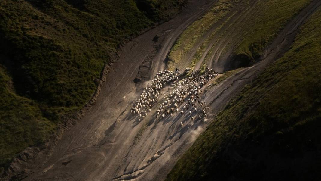 Nemrut Dağı eteklerinde sürülerin zorlu yayla yolculuğu başladı 5