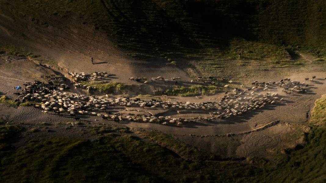 Nemrut Dağı eteklerinde sürülerin zorlu yayla yolculuğu başladı 6