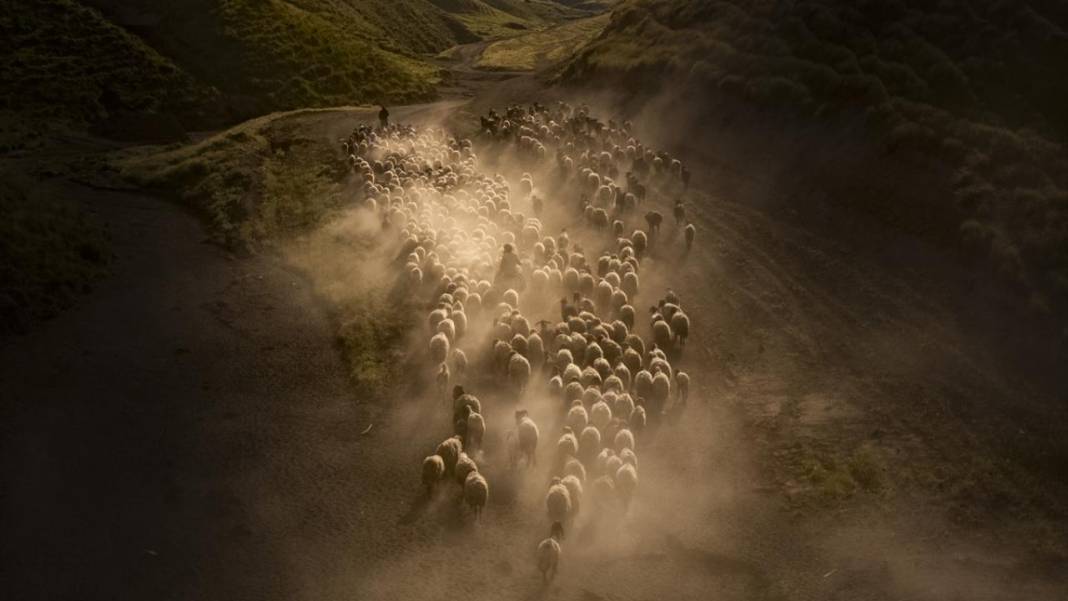 Nemrut Dağı eteklerinde sürülerin zorlu yayla yolculuğu başladı 9