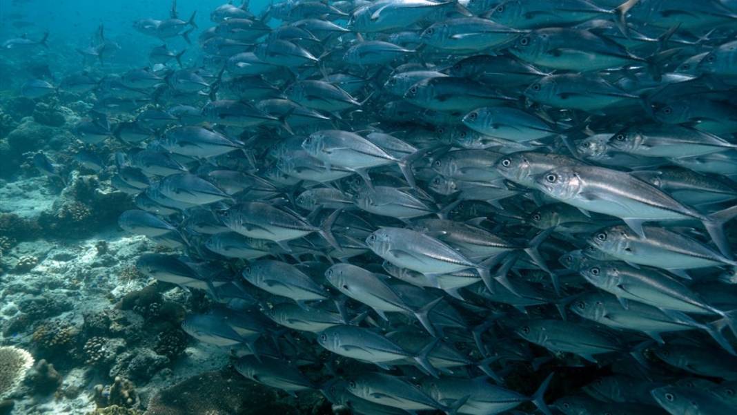 Sipadan Adası'nın zengin su altı yaşamı görüntülendi 1