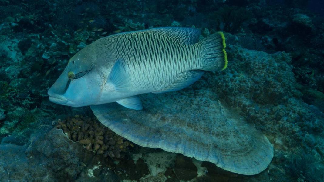Sipadan Adası'nın zengin su altı yaşamı görüntülendi 10